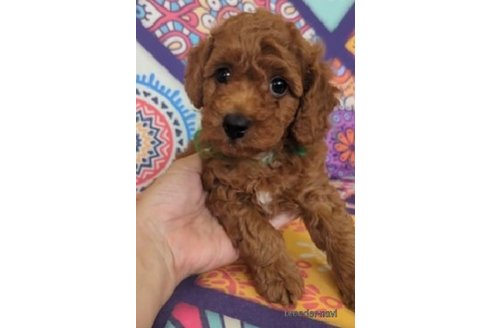 成約済の福岡県のトイプードル-247107の3枚目